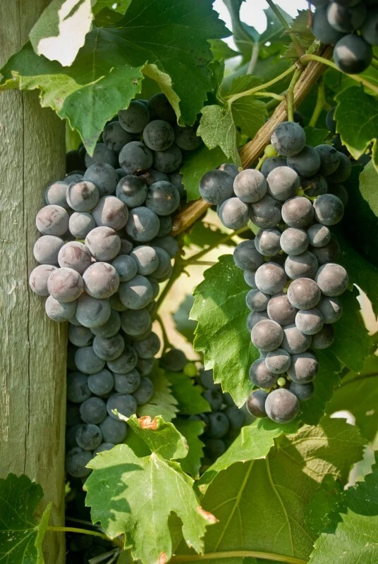 Everest Seedless Grape Vine Live Plant - 1-2 Year Old, Pruned, Outdoor - Image 2