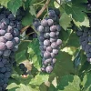 Everest Seedless Grape Vine Live Plant - 1-2 Year Old, Outdoor, Pruned - Image 1