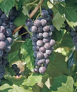 Everest Seedless Grape Vine Live Plant - 1-2 Year Old, Pruned, Outdoor - Image 1
