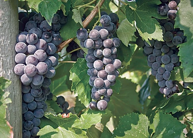 Everest Seedless Grape Vine Live Plant - 1-2 Year Old, Pruned, Outdoor - Image 1