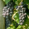 Everest Seedless Grape Vine Plants - 2 Pack Live Grape Plants, 1-2 Year Old, Outdoor - Image 1
