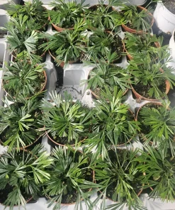 Eyelash Fern Live Plant – Actiniopteris australis – 2in Pot – Terrarium - Image 3