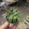 Eyelash Fern Live Plant – Actiniopteris australis – 2in Pot – Terrarium - Image 1