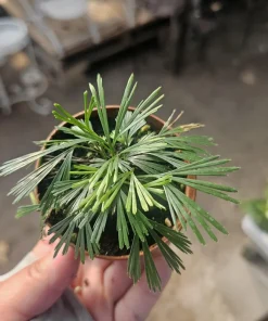 Eyelash Fern Live Plant – Actiniopteris australis – 2in Pot – Terrarium - Image 1