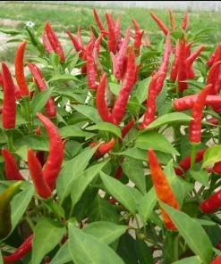 F1 Hot Pepper Seeds - Spicy Chili Pepper Seeds for Planting (40 Seeds) - Image 3