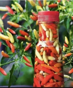 F1 Hot Pepper Seeds - Spicy Chili Pepper Seeds for Planting (40 Seeds) - Image 4