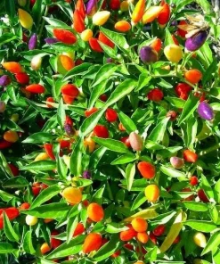 F1 Hot Pepper Seeds - Spicy Chili Pepper Seeds for Planting (40 Seeds) - Image 5