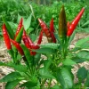 F1 Hot Pepper Seeds - Spicy Chili Pepper Seeds for Planting (40 Seeds) - Image 1
