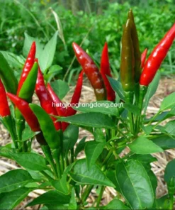 F1 Hot Pepper Seeds - Spicy Chili Pepper Seeds for Planting (40 Seeds) - Image 1