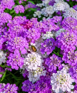 Fairy Dwarf Mix Candytuft Seeds - Iberis Umbellata Flower Mix - 2000 Seeds - Image 10
