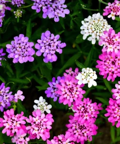 Fairy Dwarf Mix Candytuft Seeds - Iberis Umbellata Flower Mix - 2000 Seeds - Image 2