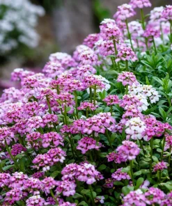 Fairy Dwarf Mix Candytuft Seeds - Iberis Umbellata Flower Mix - 2000 Seeds - Image 3