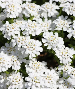 Fairy Dwarf Mix Candytuft Seeds - Iberis Umbellata Flower Mix - 2000 Seeds - Image 4