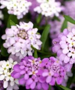 Fairy Dwarf Mix Candytuft Seeds - Iberis Umbellata Flower Mix - 2000 Seeds - Image 5