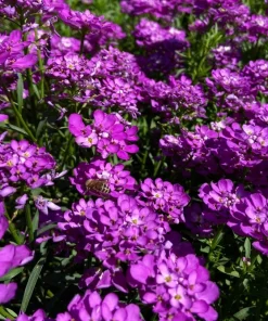 Fairy Dwarf Mix Candytuft Seeds - Iberis Umbellata Flower Mix - 2000 Seeds - Image 6