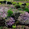 Fairy Dwarf Mix Candytuft Seeds - Iberis Umbellata Flower Mix - 2000 Seeds - Image 1