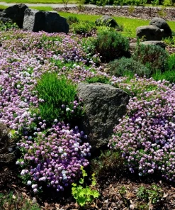Fairy Dwarf Mix Candytuft Seeds - Iberis Umbellata Flower Mix - 2000 Seeds - Image 1