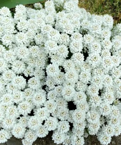 Fairy Dwarf Mix Candytuft Seeds - Iberis Umbellata Flower Mix - 2000 Seeds - Image 7