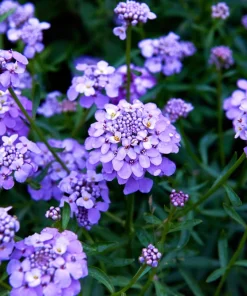 Fairy Dwarf Mix Candytuft Seeds - Iberis Umbellata Flower Mix - 2000 Seeds - Image 8