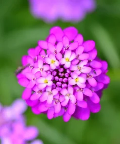 Fairy Dwarf Mix Candytuft Seeds - Iberis Umbellata Flower Mix - 2000 Seeds - Image 9