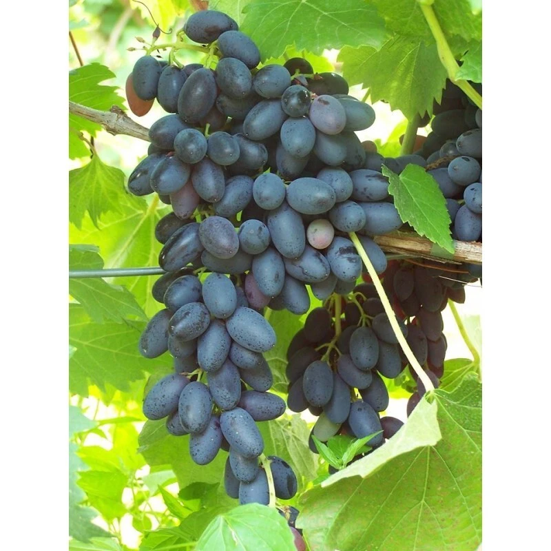 Faith Seedless Live Grape Vine Plant - 1-2 Year Old - Outdoor Blue Fruit - Image 2