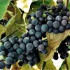 Faith Seedless Live Grape Vine Plant - 1-2 Year Old - Outdoor Blue Fruit - Image 1