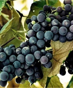 Faith Seedless Live Grape Vine Plant - 1-2 Year Old - Outdoor Blue Fruit - Image 1