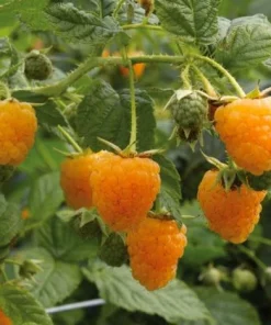 Fall Gold Raspberry Live Plants - Set of 2, 4-6 Inch Tall Bushes - Image 2