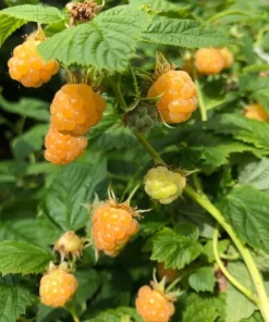 Fall Gold Raspberry Live Plants - Set of 2, 4-6 Inch Tall Bushes - Image 3