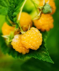 Fall Gold Raspberry Live Plants - Set of 2, 4-6 Inch Tall Bushes - Image 4