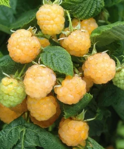 Fall Gold Raspberry Live Plants - Set of 2, 4-6 Inch Tall Bushes - Image 5