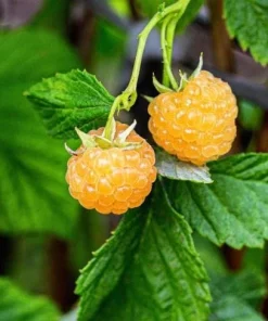 Fall Gold Raspberry Live Plants - Set of 2, 4-6 Inch Tall Bushes - Image 6