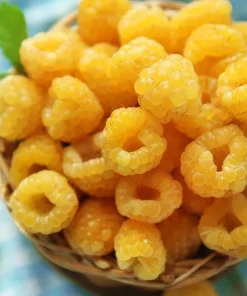 Fall Gold Raspberry Live Plants - Set of 2, 4-6 Inch Tall Bushes - Image 7