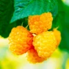 Fall Gold Raspberry Live Plants - Set of 2, 4-6 Inch Tall Bushes - Image 1
