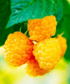 Fall Gold Raspberry Live Plants - Set of 2, 4-6 Inch Tall Bushes - Image 1
