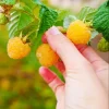 Fallgold Raspberry Plant – Everbearing Yellow Raspberry Bush – Live Plant – 4-6 Inch Starter - Image 1