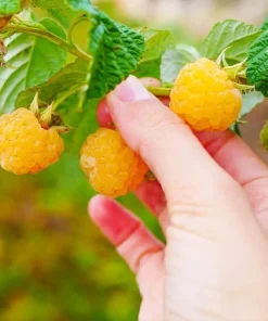 Fallgold Raspberry Plant – Everbearing Yellow Raspberry Bush – Live Plant – 4-6 Inch Starter - Image 1