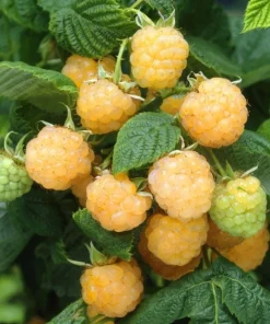 Fallgold Raspberry Plant – Everbearing Yellow Raspberry Bush – Live Plant – 4-6 Inch Starter - Image 2