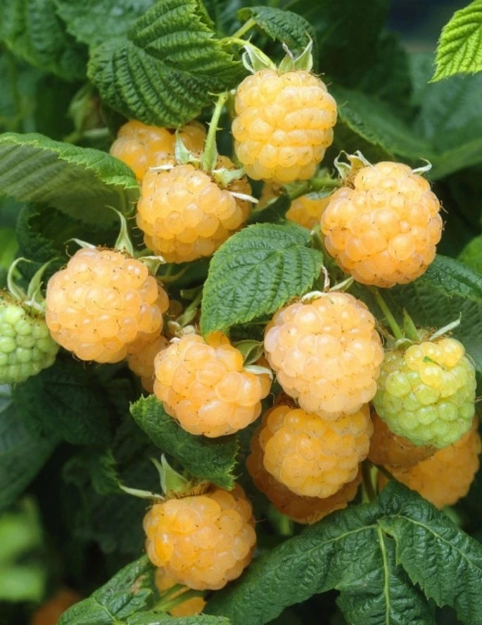 Fallgold Raspberry Plant – Everbearing Yellow Raspberry Bush – Live Plant – 4-6 Inch Starter - Image 2