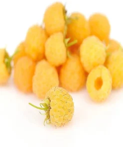 Fallgold Raspberry Plant – Everbearing Yellow Raspberry Bush – Live Plant – 4-6 Inch Starter - Image 3