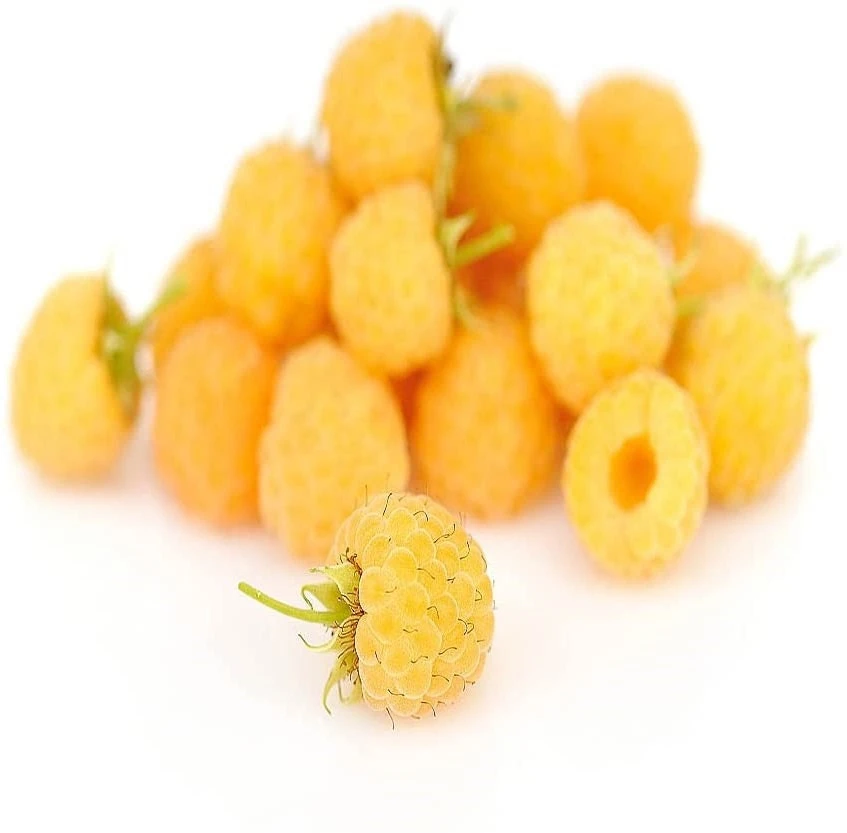 Fallgold Raspberry Plant – Everbearing Yellow Raspberry Bush – Live Plant – 4-6 Inch Starter - Image 3
