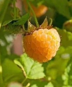 Fallgold Raspberry Plant – Everbearing Yellow Raspberry Bush – Live Plant – 4-6 Inch Starter - Image 4
