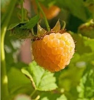 Fallgold Raspberry Plant – Everbearing Yellow Raspberry Bush – Live Plant – 4-6 Inch Starter - Image 4