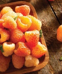 Fallgold Raspberry Plant – Everbearing Yellow Raspberry Bush – Live Plant – 4-6 Inch Starter - Image 5