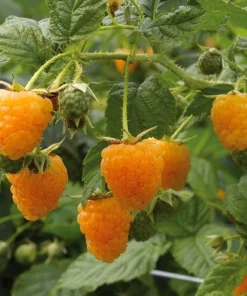 Fallgold Raspberry Plant – Everbearing Yellow Raspberry Bush – Live Plant – 4-6 Inch Starter - Image 6