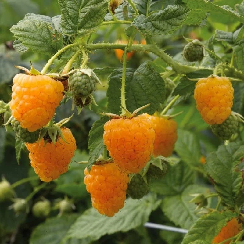 Fallgold Raspberry Plant – Everbearing Yellow Raspberry Bush – Live Plant – 4-6 Inch Starter - Image 6