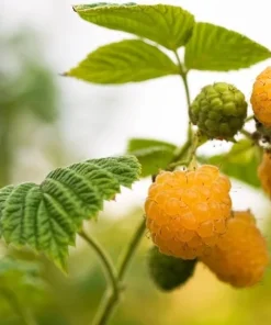 Fallgold Raspberry Plant – Everbearing Yellow Raspberry Bush – Live Plant – 4-6 Inch Starter - Image 7