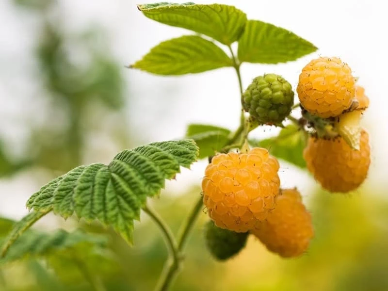 Fallgold Raspberry Plant – Everbearing Yellow Raspberry Bush – Live Plant – 4-6 Inch Starter - Image 7