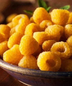 Fallgold Raspberry Plant – Everbearing Yellow Raspberry Bush – Live Plant – 4-6 Inch Starter - Image 8