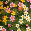 False Babystars Flower Seeds - Mixed Colors Leptosiphon Androsaceus, 100 Seeds - Image 1